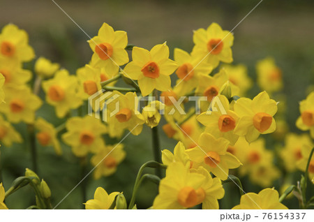 黄色いスイセン（キズイセン）の花がさいています。学名はNarcissus jonquillaです。 76154337