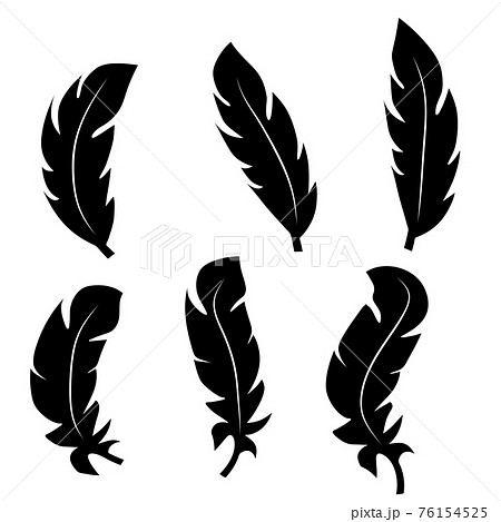 Collection Of Feather Illustration Drawing Engraving Ink Line Art