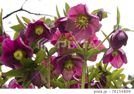 クリスマスローズの花が咲いています。学名はHelleborusです。 76154809