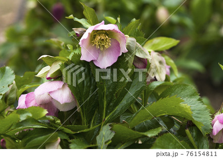 クリスマスローズの花が咲いています。学名はHelleborusです。 クリスマスローズの花が咲いています。学名はHelleborusです。 76154811