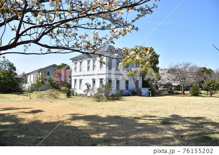 サナトリウム　茅ヶ崎南湖院と桜　 76155202