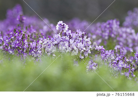 紫色のリナリアグッピーの花が咲いています の写真素材