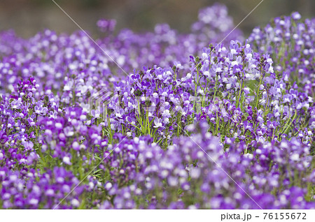 紫色のリナリアグッピーの花が咲いています の写真素材