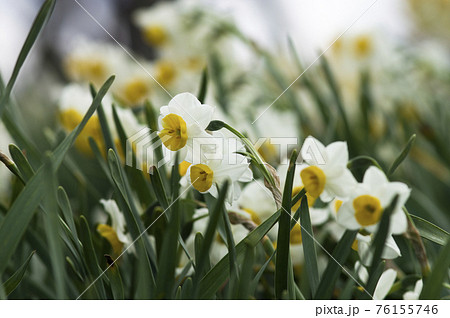 ニホンズイセン（日本水仙）の花が咲いています。 76155746