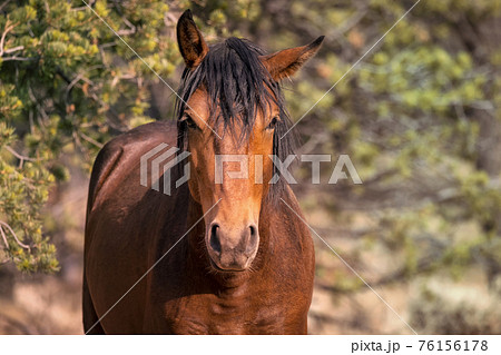 A Wild Horse Poses for the Camera 76156178