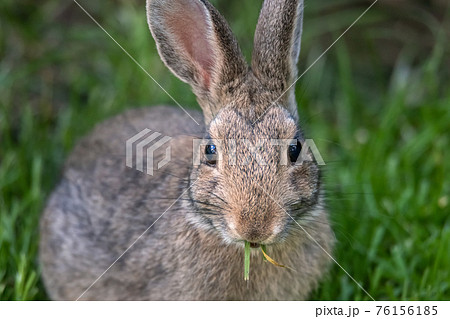 A Portrait of a Baby Bunny Rabbit 76156185