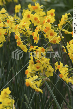 黄色いスイセン(キズイセン)の花がさいています。 黄色いスイセン(キズイセン)の花がさいています。 76156332