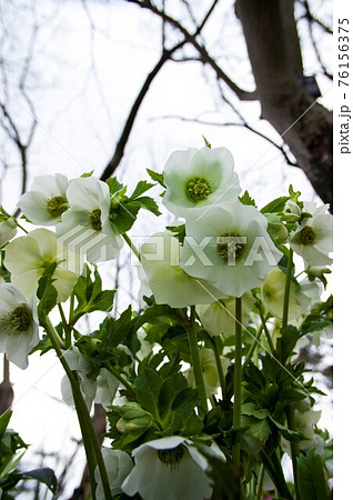 クリスマスローズの花が咲いています。学名はHelleborusです。 76156375