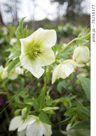 クリスマスローズの花が咲いています。学名はHelleborusです。 クリスマスローズの花が咲いています。学名はHelleborusです。 76156377