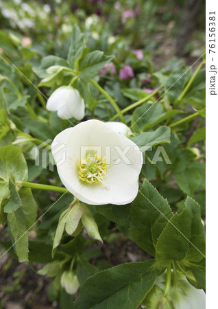 クリスマスローズの花が咲いています。学名はHelleborusです。 クリスマスローズの花が咲いています。学名はHelleborusです。 76156381