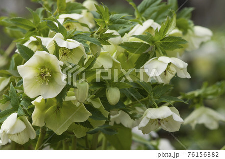 クリスマスローズの花が咲いています。学名はHelleborusです。 クリスマスローズの花が咲いています。学名はHelleborusです。 76156382