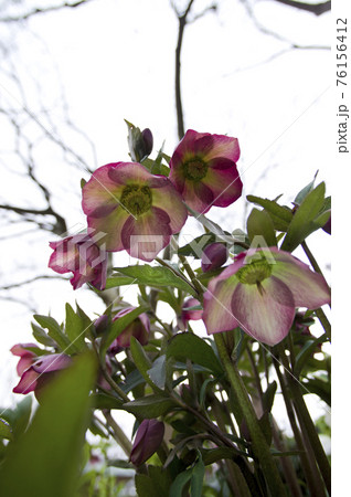 クリスマスローズの花が咲いています。学名はHelleborusです。 76156412