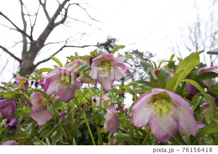 クリスマスローズの花が咲いています。学名はHelleborusです。 クリスマスローズの花が咲いています。学名はHelleborusです。 76156418