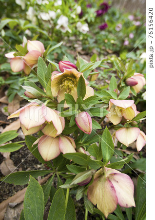 クリスマスローズの花が咲いています。学名はHelleborusです。 クリスマスローズの花が咲いています。学名はHelleborusです。 76156420