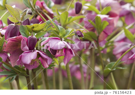 クリスマスローズの花が咲いています。学名はHelleborusです。 76156423