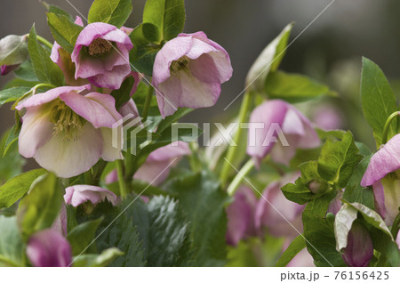 クリスマスローズの花が咲いています。学名はHelleborusです。 クリスマスローズの花が咲いています。学名はHelleborusです。 76156425