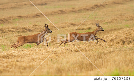 Roe deer buck chasing a doe on dry stubble field in summer rutting season 76157133