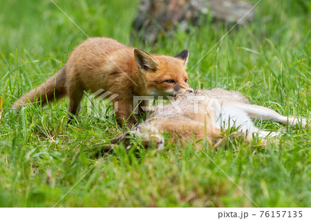 Young red fox cub tearing a prey on grassland in summer nature 76157135