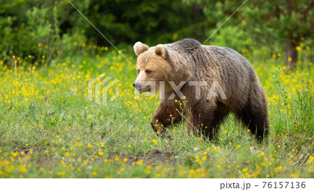 Brown bear walking on blooming meadow in summer nature 76157136