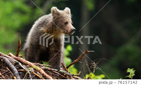 Little brown bear cub standing on sticks in summer forest 76157142