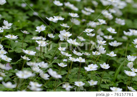 ニリンソウ 76157761