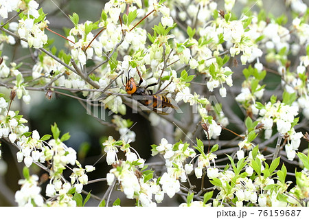 スズメバチ 76159687