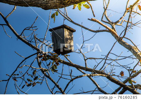 Wooden homemade birdhouse hanging on a tree Wooden homemade birdhouse hanging on a tree 76160285
