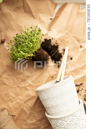 Planting or replanting plantings in the garden or at home. Seedlings of green thyme in the tubers of the earth, pots of concrete, gardening tools lie on kraft paper of natural color. Selective focus Planting or replanting plantings in the garden or at home. Seedlings of green thyme in the tubers of the earth, pots of concrete, gardening tools lie on kraft paper of natural color. Selective focus 76160830