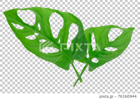 Leaves of tropical plant - Monstera Adansonii also called Monstera Monkey isolated on a white background. High details macro shot image. PNG file with transparent background. Leaves of tropical plant - Monstera Adansonii also called Monstera Monkey isolated on a white background. High details macro shot image. PNG file with transparent background. 76160944