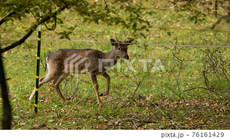 Young fallow deer buck trapped by electric fence on pasture Young fallow deer buck trapped by electric fence on pasture 76161429