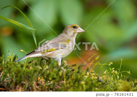 Female european greenfinch sitting on a green moss in summer nature Female european greenfinch sitting on a green moss in summer nature 76161431
