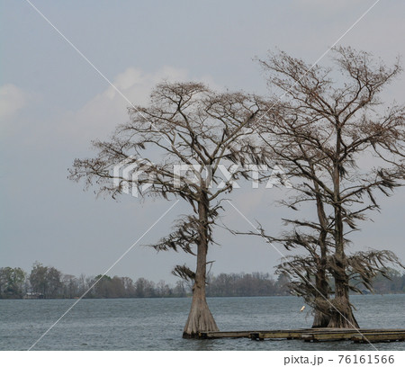Moss draped Cypress trees in Lake Bruin on the Mississippi River at St Joseph, Tensas Parish, Louisiana 76161566