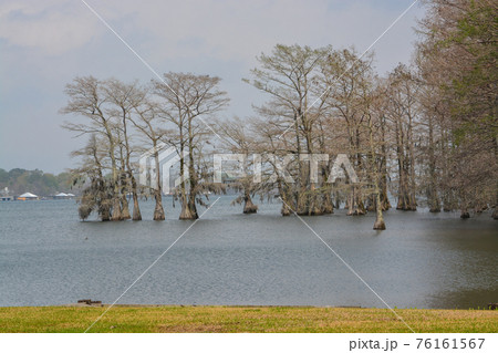 Moss draped Cypress trees in Lake Bruin on the Mississippi River at St Joseph, Tensas Parish, Louisiana 76161567