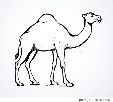 Camel Vector Sketchのイラスト素材