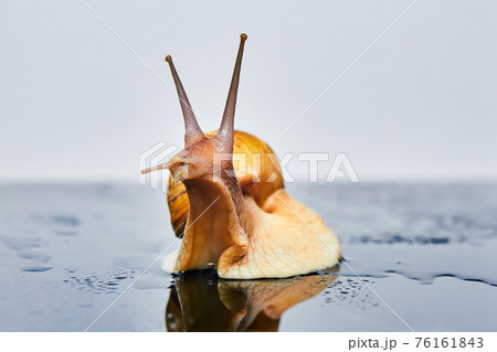 live snail looking up on a smooth wet surface against a light background live snail looking up on a smooth wet surface against a light background 76161843
