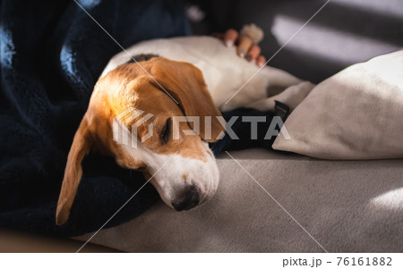 Beagle dog enjoy stroking while lying on sofa at home Beagle dog enjoy stroking while lying on sofa at home 76161882