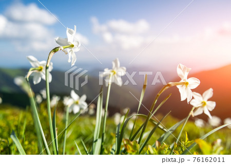 Mountain meadow covered with white narcissus flowers Mountain meadow covered with white narcissus flowers 76162011