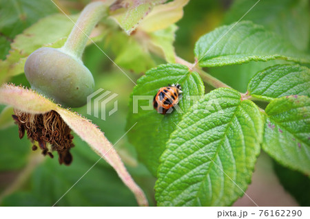 A ladybug pupa on a wild rose bush leaf 76162290