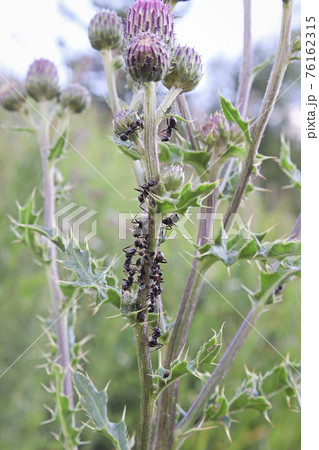Closeup of ants on a thistle plant stem Closeup of ants on a thistle plant stem 76162315