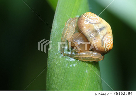 オオトリノフンダマシ（メス） 76162594