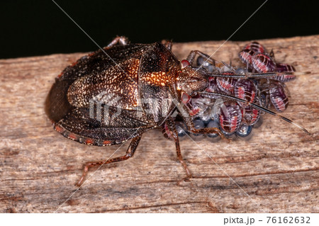 Adult Female Stink bug 76162632