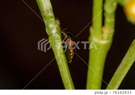 Adult Ebony Bug 76162633