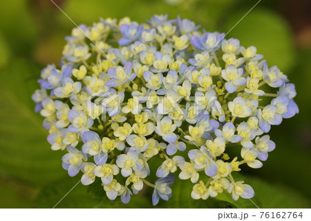 アジサイ テマリテマリの青い花の蕾の写真素材