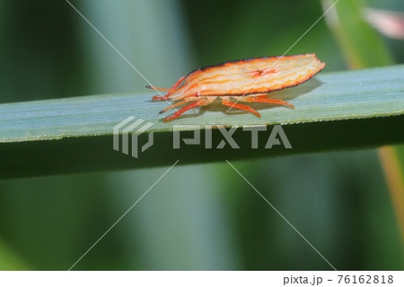 エビイロカメムシの幼虫 76162818