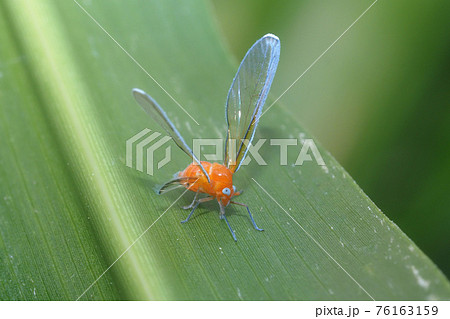 アカハネナガウンカ 76163159