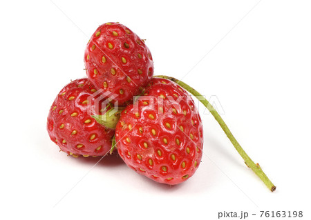 Ugly organic heirloom home grown strawberries isolated on White Background. 76163198