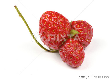 Ugly organic heirloom home grown strawberries isolated on White Background. 76163199