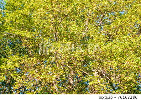 Green Leaves and futis of Pltatanus oreintalis tree in sunset light 76163286