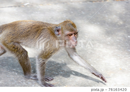 macaque with long legs crabeater looking for food macaque with long legs crabeater looking for food 76163420