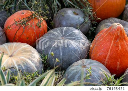 green and orange pumpkin mini vegetable pattern located on the hay autumn harvest 76163421